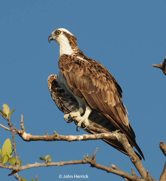 This image has an empty alt attribute; its file name is 6-Osprey-2.jpg