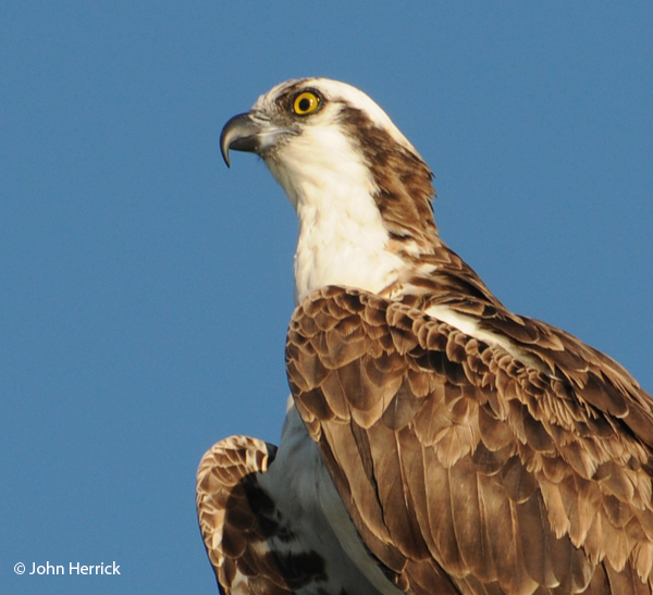 This image has an empty alt attribute; its file name is 7-Osprey-close.jpg