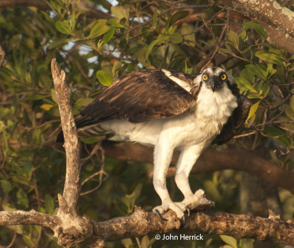 This image has an empty alt attribute; its file name is 8-Osprey-with-meal.jpg