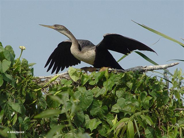 This image has an empty alt attribute; its file name is Anhinga-5.jpg