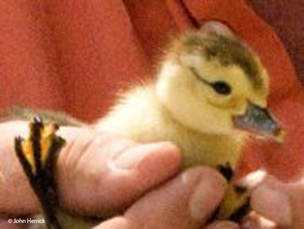 This image has an empty alt attribute; its file name is Baby-Duck.jpg