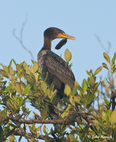 This image has an empty alt attribute; its file name is Cormorant-with-feather2-1.jpg
