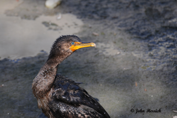 This image has an empty alt attribute; its file name is Cormorant.jpg