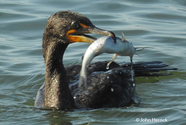 This image has an empty alt attribute; its file name is Cormorant2-2-2.jpg