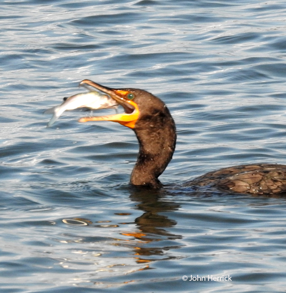 This image has an empty alt attribute; its file name is Cormorant3-2.jpg