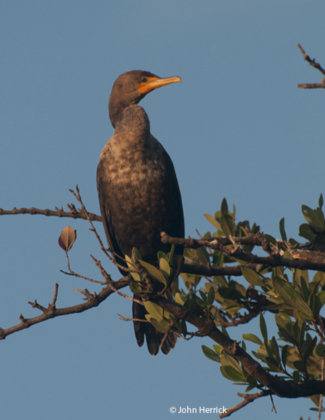 This image has an empty alt attribute; its file name is Cormorant3.jpg