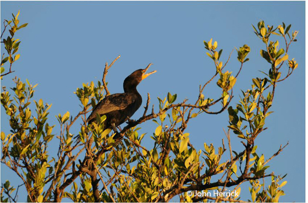 This image has an empty alt attribute; its file name is Cormorant4.jpg