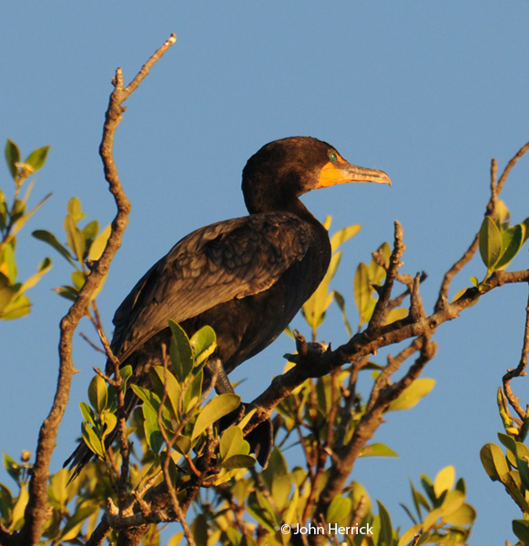 This image has an empty alt attribute; its file name is Cormorant5.jpg