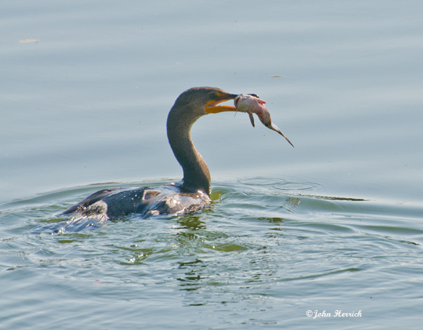 This image has an empty alt attribute; its file name is Cormorant_3015z.jpg