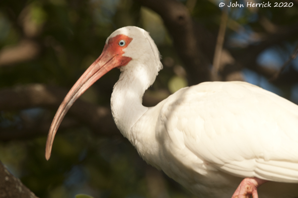This image has an empty alt attribute; its file name is Ibis-JLH_6516.jpg