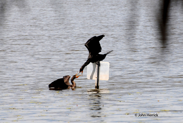 This image has an empty alt attribute; its file name is Male-and-female-Cormorant-Camera-Course-049x.jpg
