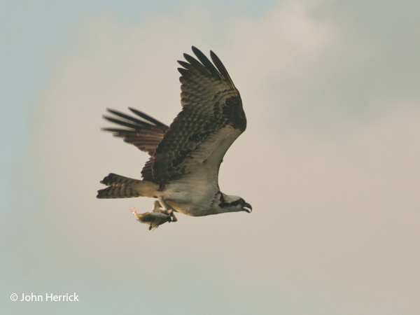 This image has an empty alt attribute; its file name is Osprew-flying-w-fish.jpg